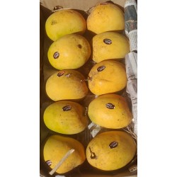 SWEET KARNATAKA HAPUS MANGO - BIG SIZE : 2 DOZEN