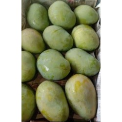 FAZLI MANGO BOX : 5KG