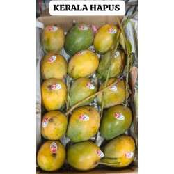 KERALA HAPUS MANGO - BIG SIZE : 15 PCS