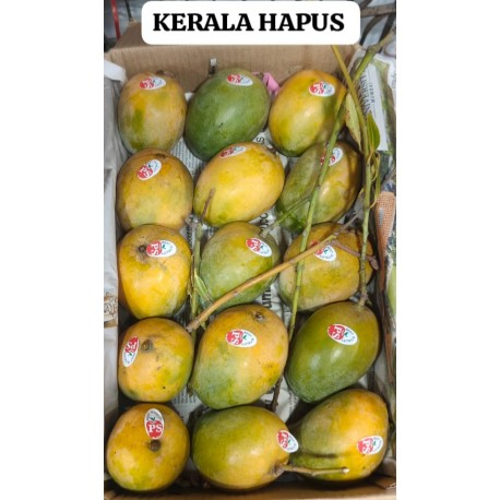 KERALA HAPUS MANGO - BIG SIZE : 15 PCS
