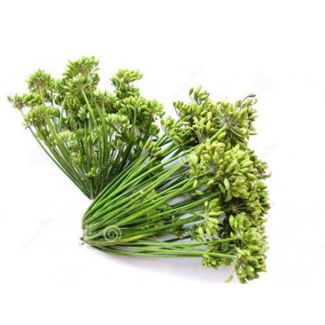 FRESH FENNEL SEEDS - AROMATIC SAUNF : 1KG