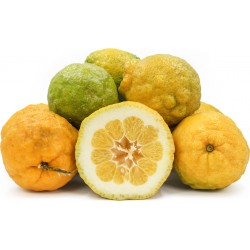 IDLIMBU - ROUGH LEMON : PACK OF 3 PCS
