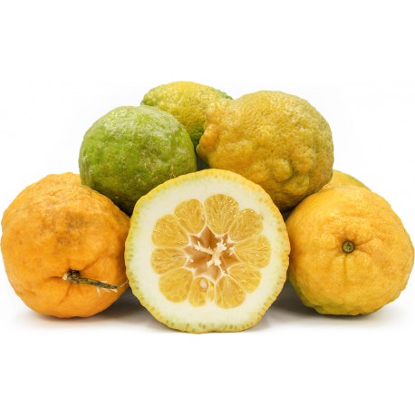 IDLIMBU - ROUGH LEMON : PACK OF 3 PCS