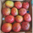 MALAWI MANGOES BOX : 12 PCS