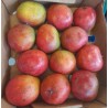 MALAWI MANGOES BOX : 3 PCS