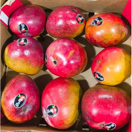 BIG SWEET SHELLY MANGO BOX : 09 PCS