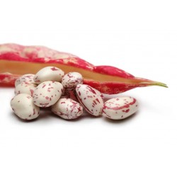 WHITE & PINK LIMA BEANS : 1KG