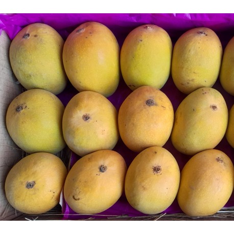 DEVGAD MANGO - MEDIUM SIZE : 1 DOZEN