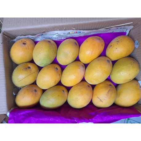 DEVGAD MANGO - SMALL SIZE : 15 PCS