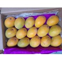 DEVGAD MANGO - SMALL SIZE : 15 PCS