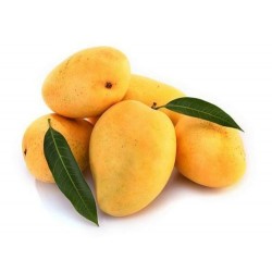 SWEET KESAR MANGO : 1 DOZEN