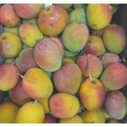 LALBAGH MANGO CRATE : 20KG
