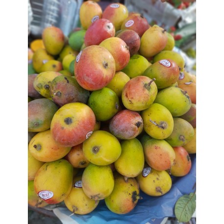 LALBAGH MANGO SAC : 5KG
