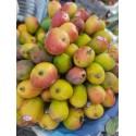 LALBAGH MANGO SAC : 5KG