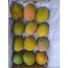 LALBAGH MANGO  BOX : 12 PCS