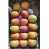 BIG SWEET TOMMY ATKINS MANGO BOX : 50 PCS
