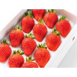 DUTCH SWEET STRAWBERRY : 250GM