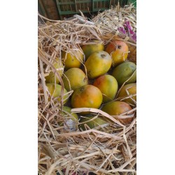 PAYRI MANGO KARANDI  : 2.5 DOZEN