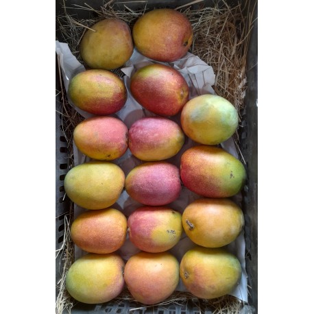 USA PAYRI MANGO BOX : 12 PCS
