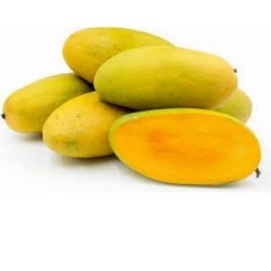 CHAUSA MANGO - GOLDEN : 5KG : 20 PCS