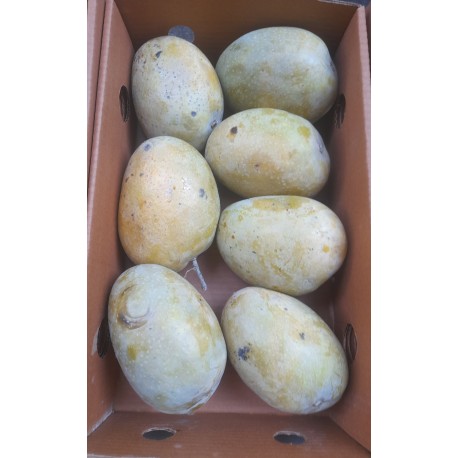 SONPARI MANGO : 5 PCS