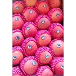 PINK FUJI APPLES GIFT BOX : 5KG