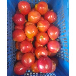 POMEGRANATE CRATE : 10KG