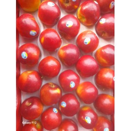 NEW ZEALAND QUEEN MINI APPLES GIFT BOX : 5KG