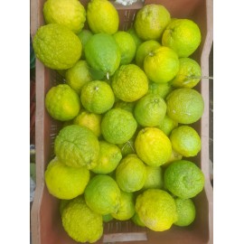 IDLIMBU - ROUGH LEMON : PACK OF 06 PCS