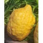 GAL LIMBU - CITRON LEMON : 1KG
