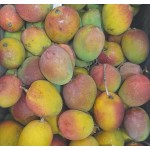 LALBAGH MANGO  CRATE :  20KG