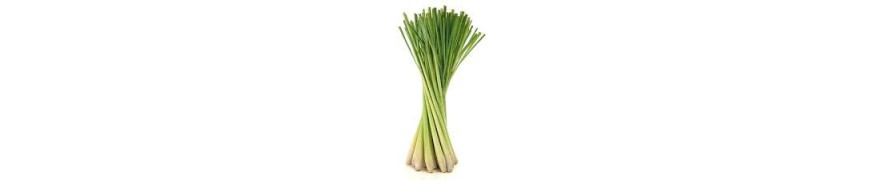 Exotic Vegetables